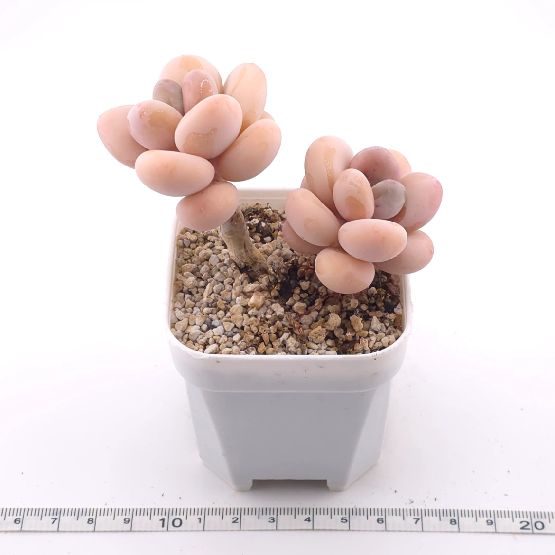 Pachyphytum oviferum ‘Moonstone’ | 桃美人 thumbnail 3