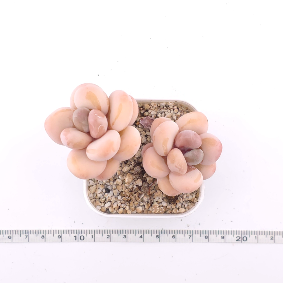 Pachyphytum oviferum ‘Moonstone’ | 桃美人 thumbnail 4