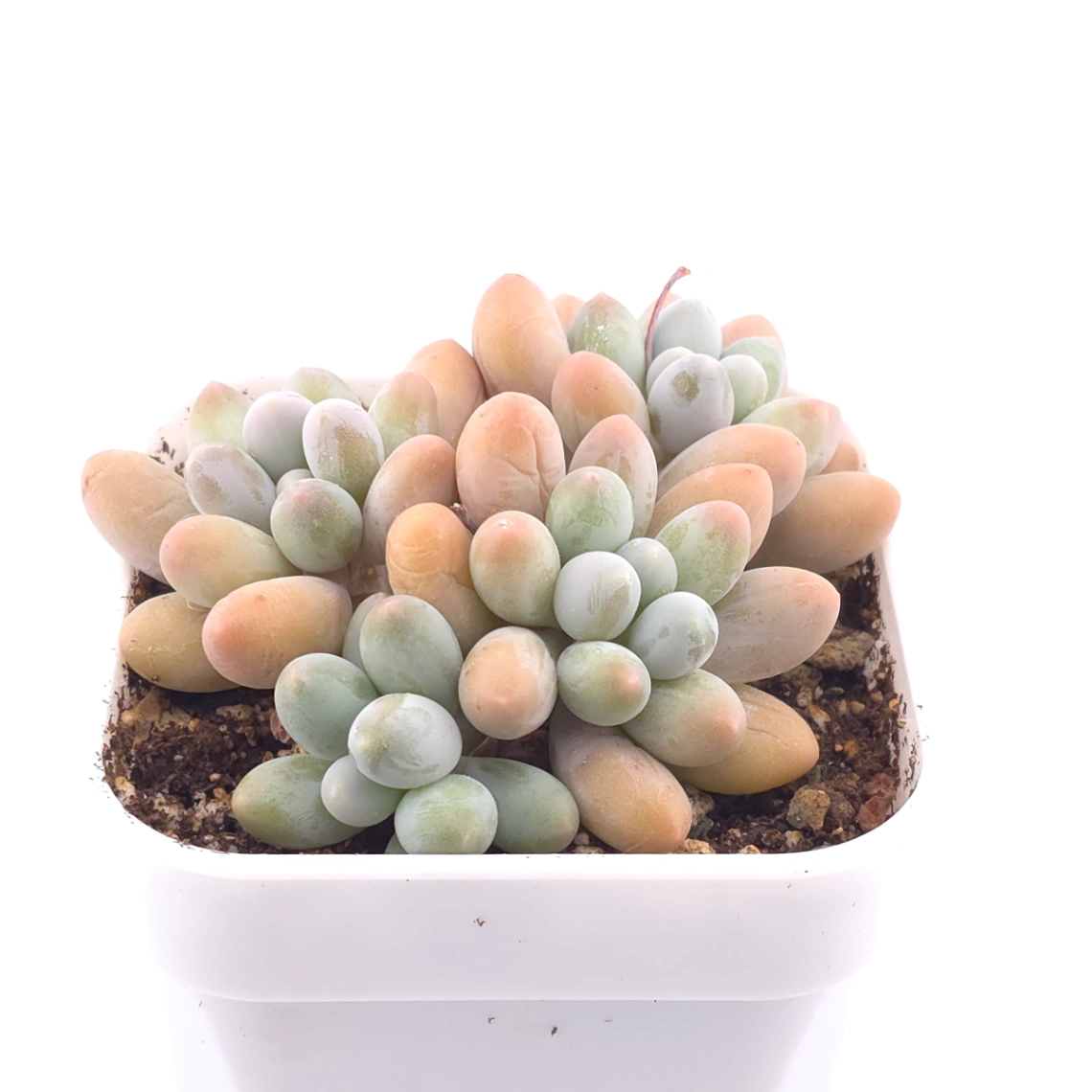 Pachyphytum 'Milk Beans' | 奶豆群 thumbnail 2