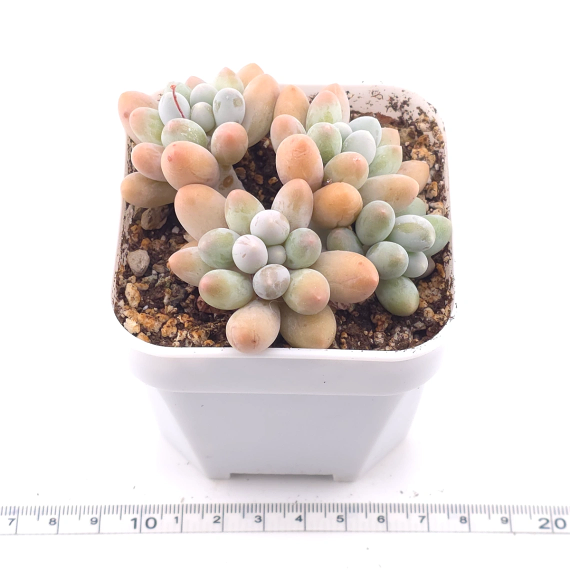 Pachyphytum 'Milk Beans' | 奶豆群 thumbnail 3