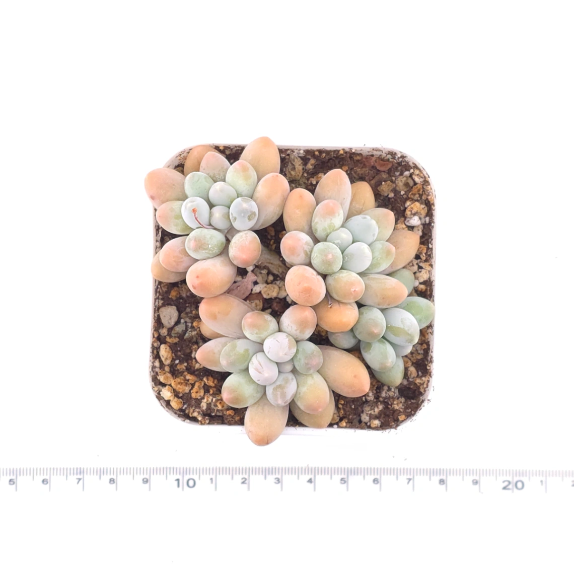 Pachyphytum 'Milk Beans' | 奶豆群 thumbnail 4