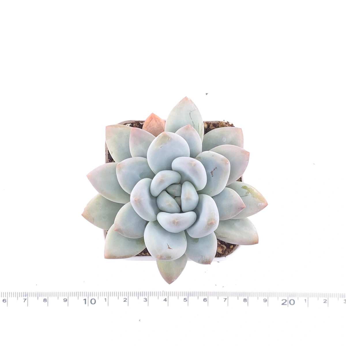 Pachyveria ‘Perfume’ | 香水 thumbnail 4