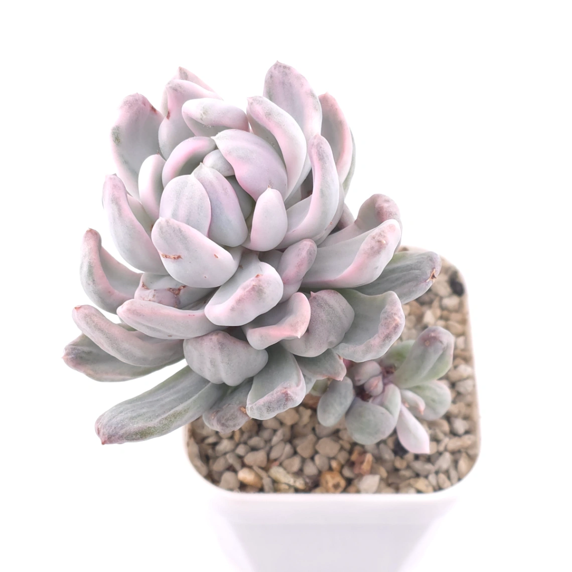 Pachyveria ‘Roly Poly’ white variegated | 白斑玉蓮球錦 thumbnail 2