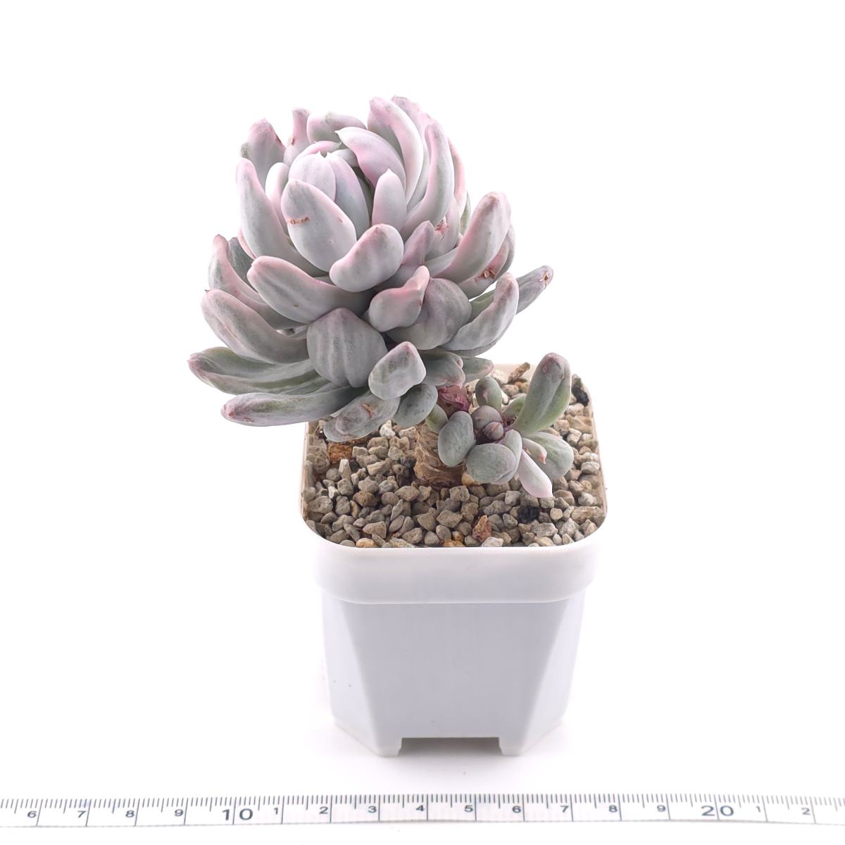 Pachyveria ‘Roly Poly’ white variegated | 白斑玉蓮球錦 thumbnail 3