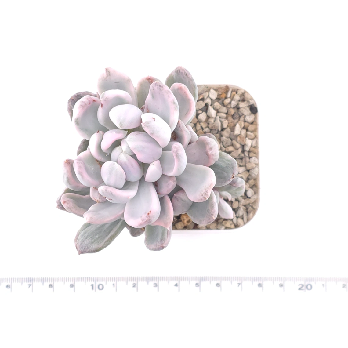 Pachyveria ‘Roly Poly’ white variegated | 白斑玉蓮球錦 thumbnail 4