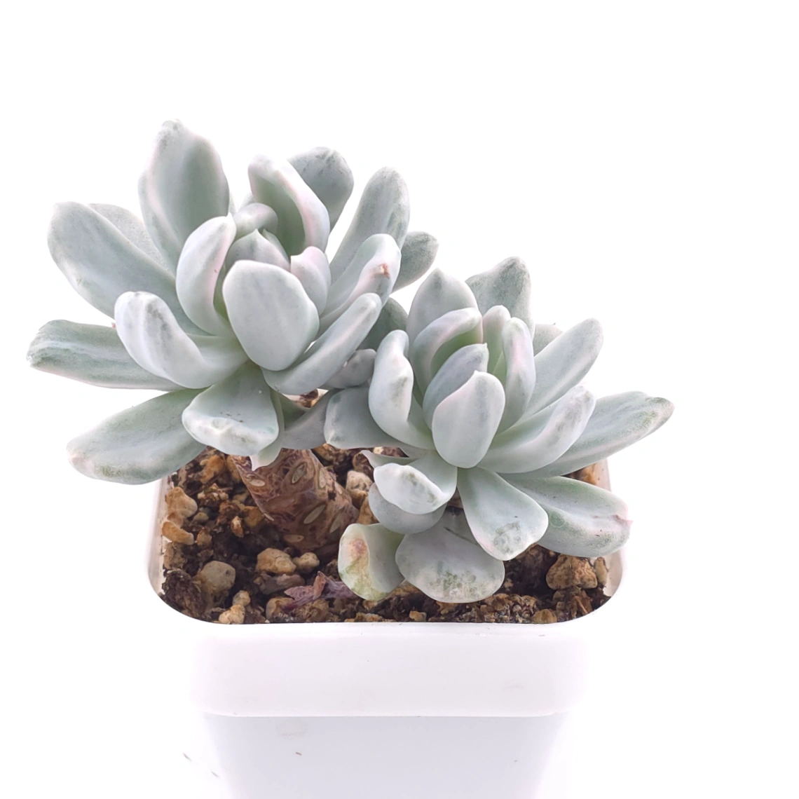 Pachyveria ‘Roly Poly’ white variegated | 白斑玉蓮球錦 thumbnail 2