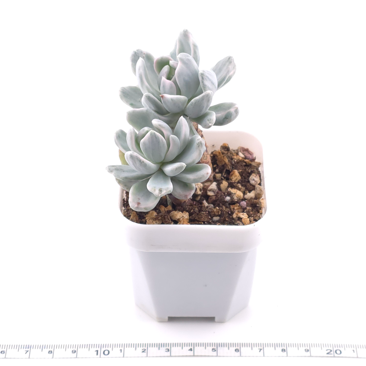 Pachyveria ‘Roly Poly’ white variegated | 白斑玉蓮球錦 thumbnail 3