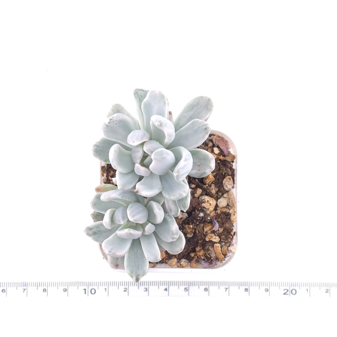 Pachyveria ‘Roly Poly’ white variegated | 白斑玉蓮球錦 thumbnail 4