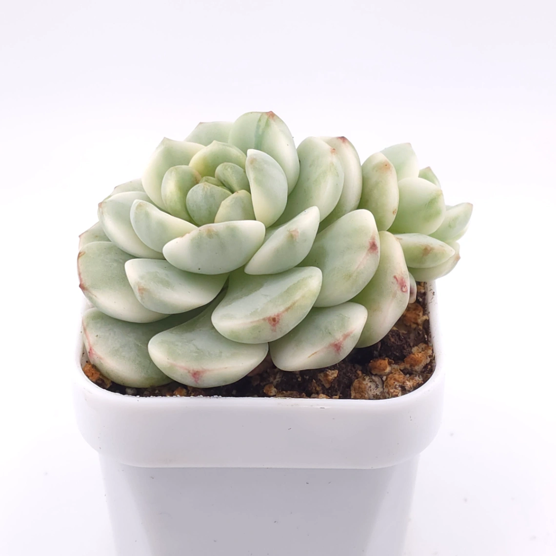 Sedeveria ‘Pudgy’ variegated | 香草比斯錦 thumbnail 2