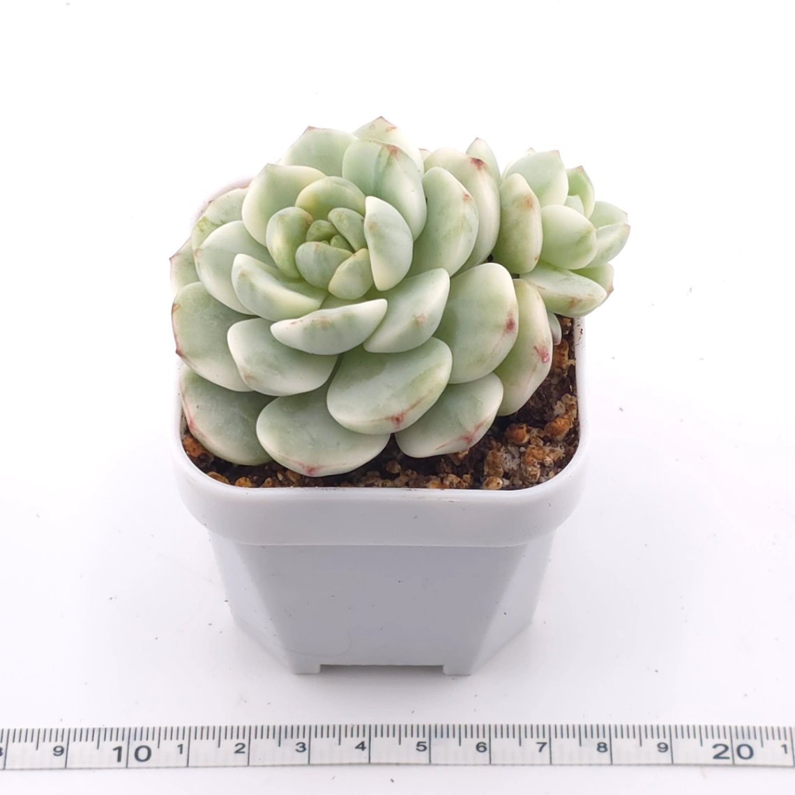 Sedeveria ‘Pudgy’ variegated | 香草比斯錦 thumbnail 3