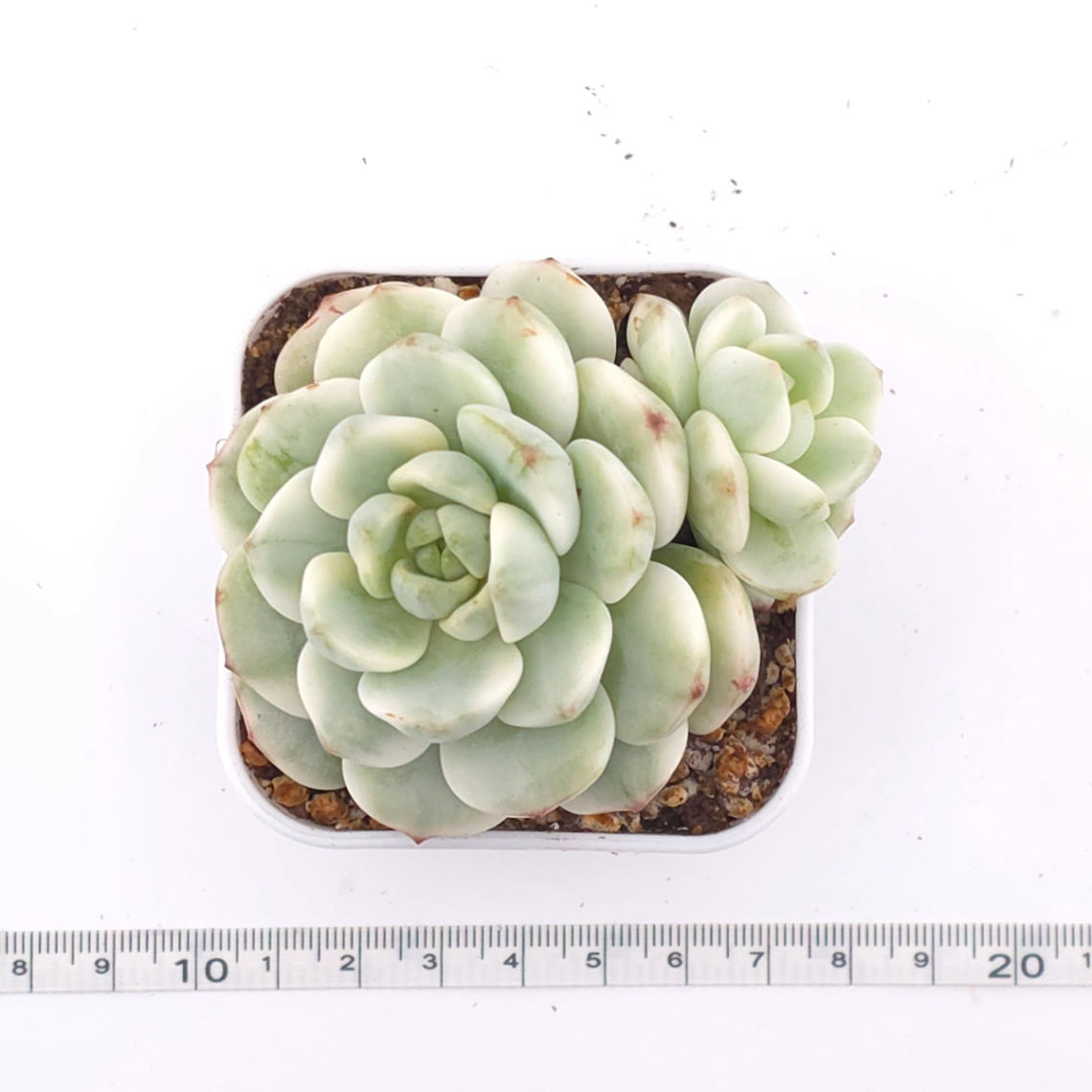 Sedeveria ‘Pudgy’ variegated | 香草比斯錦 thumbnail 4