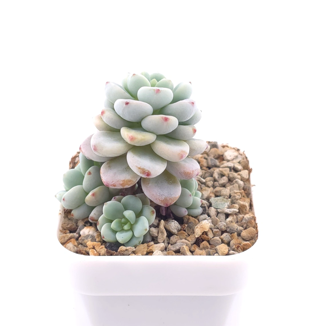Sedum clavatum clsutering | 勞爾群 thumbnail 2