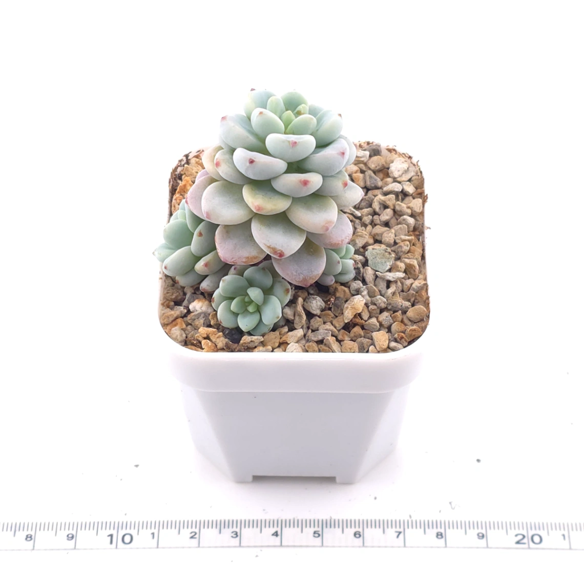 Sedum clavatum clsutering | 勞爾群 thumbnail 3