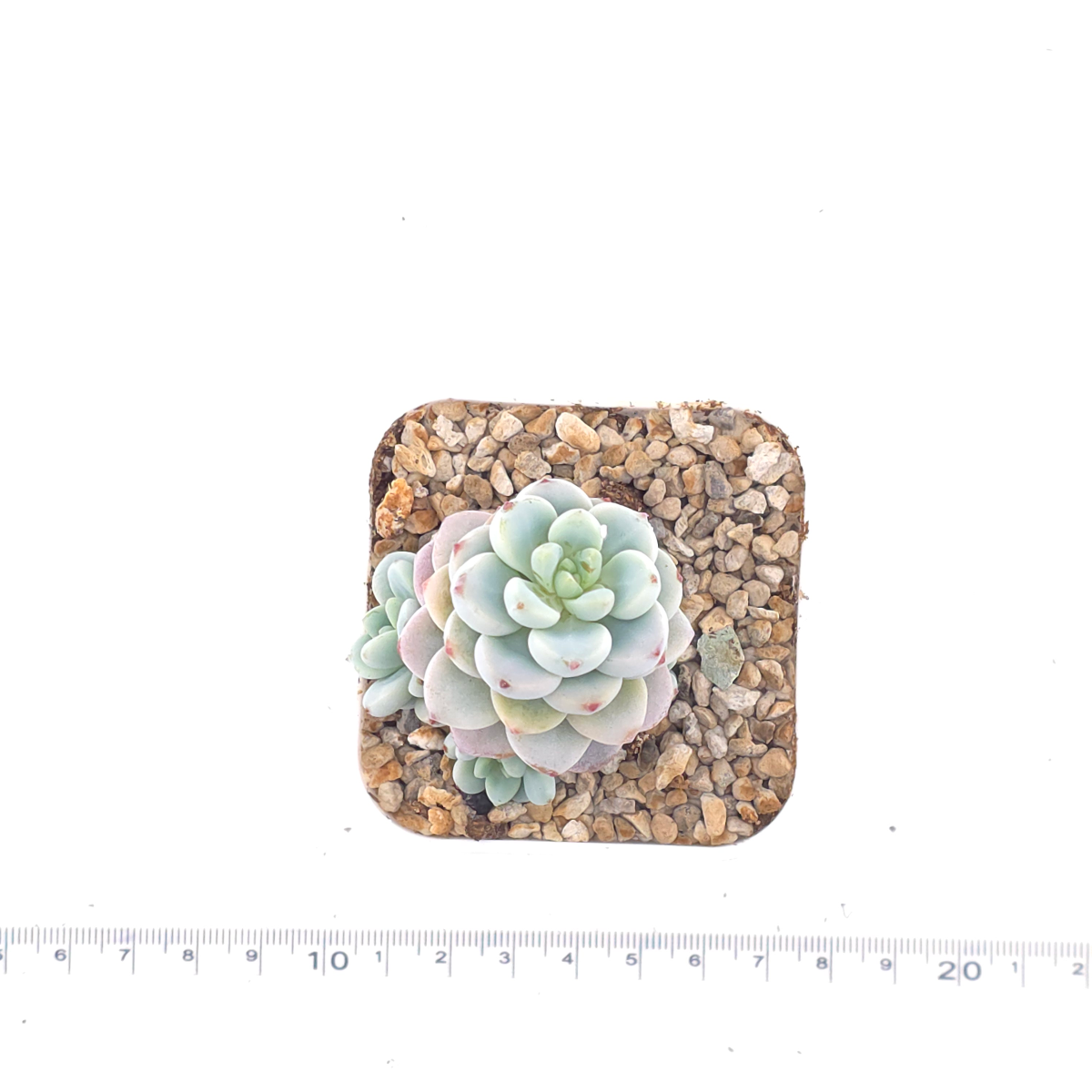 Sedum clavatum clsutering | 勞爾群 thumbnail 4