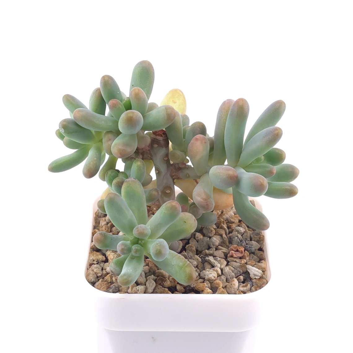 Sedum Pachyphyllum ‘Jelly Beans’ | 乙女心 thumbnail 2