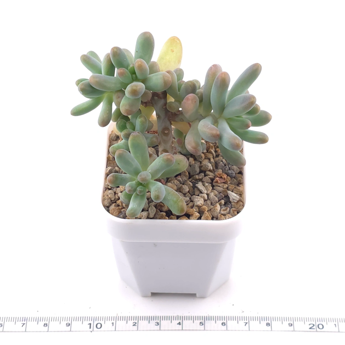 Sedum Pachyphyllum ‘Jelly Beans’ | 乙女心 thumbnail 3