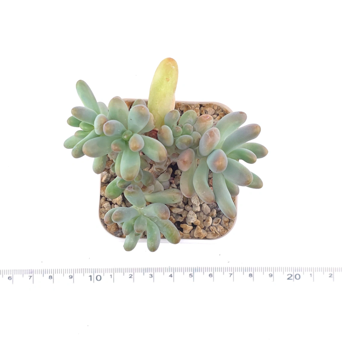 Sedum Pachyphyllum ‘Jelly Beans’ | 乙女心 thumbnail 4