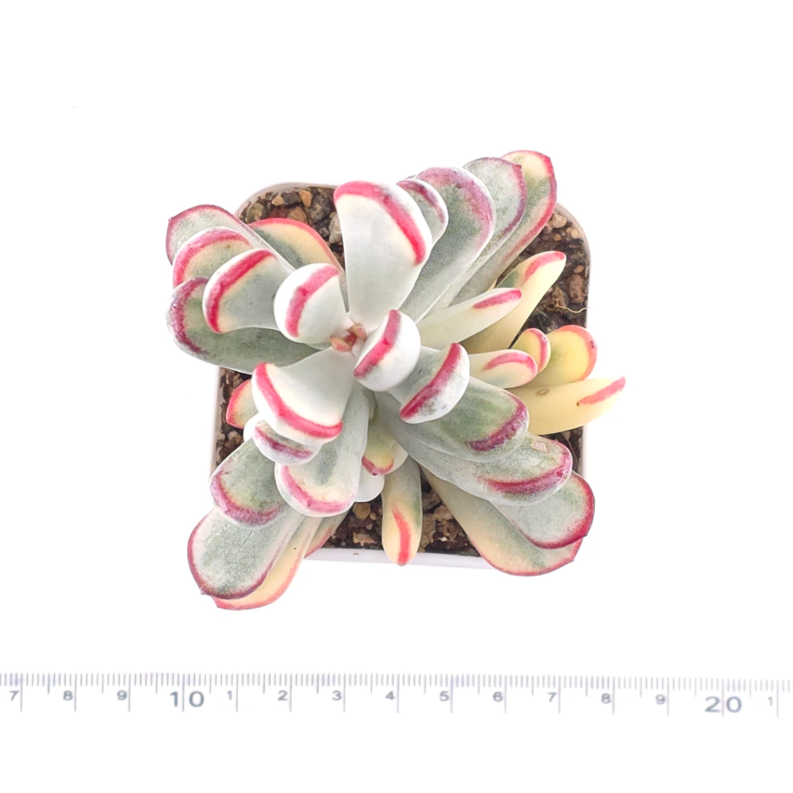Cotyledon orbiculata cv. variegated (long leaf ver.) | 棒葉福娘錦 thumbnail 3