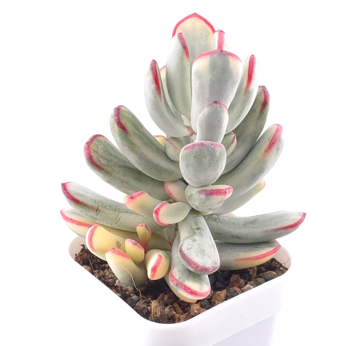Cotyledon orbiculata cv. variegated (long leaf ver.) | 棒葉福娘錦 thumbnail 4