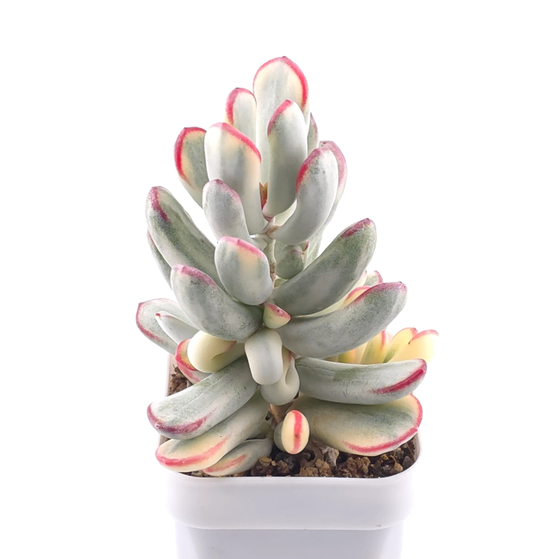 Cotyledon orbiculata cv. variegated (long leaf ver.) | 棒葉福娘錦 thumbnail 2