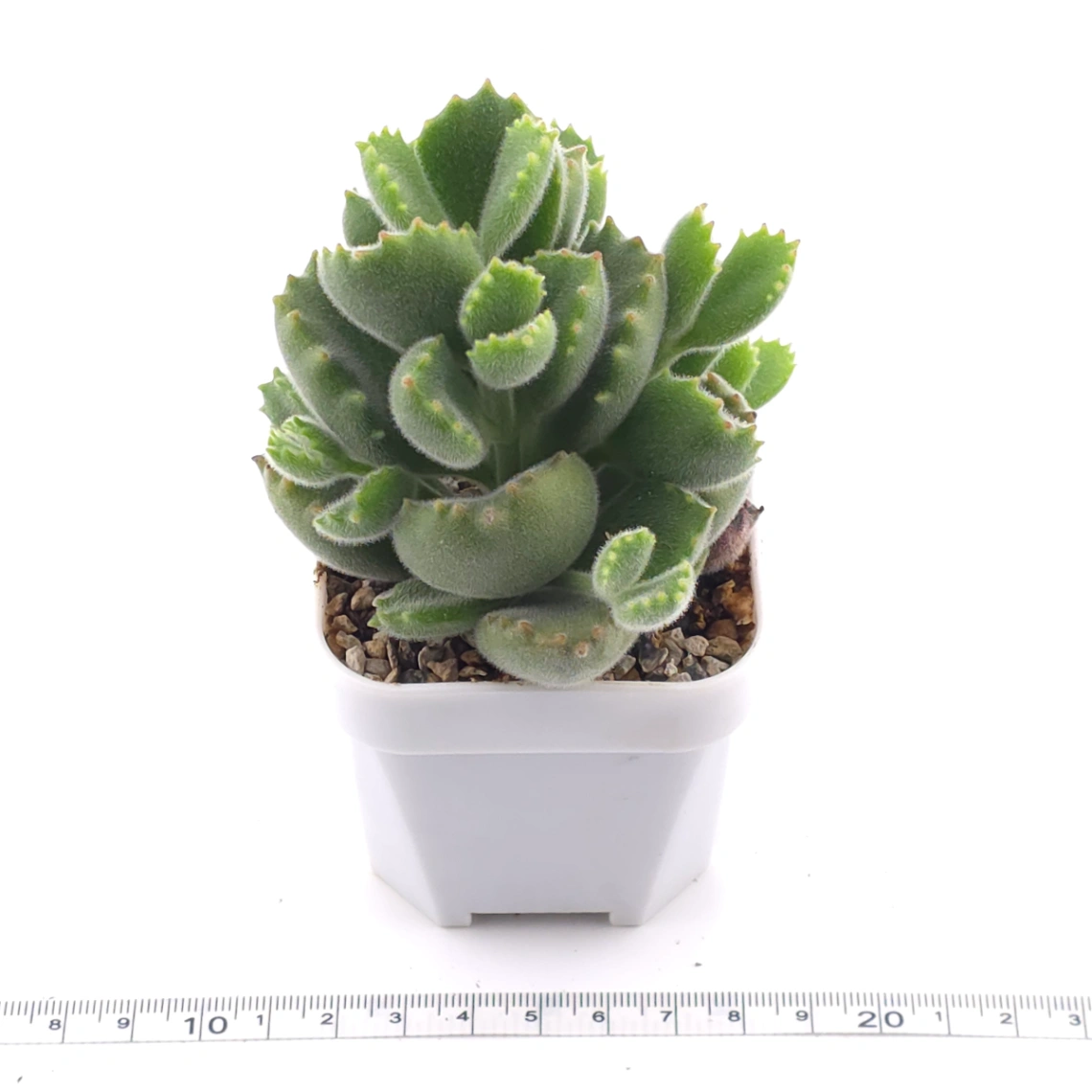 Cotyledon tomentosa ‘Bear’s Paw’ | 綠熊 / 熊童子 thumbnail 3