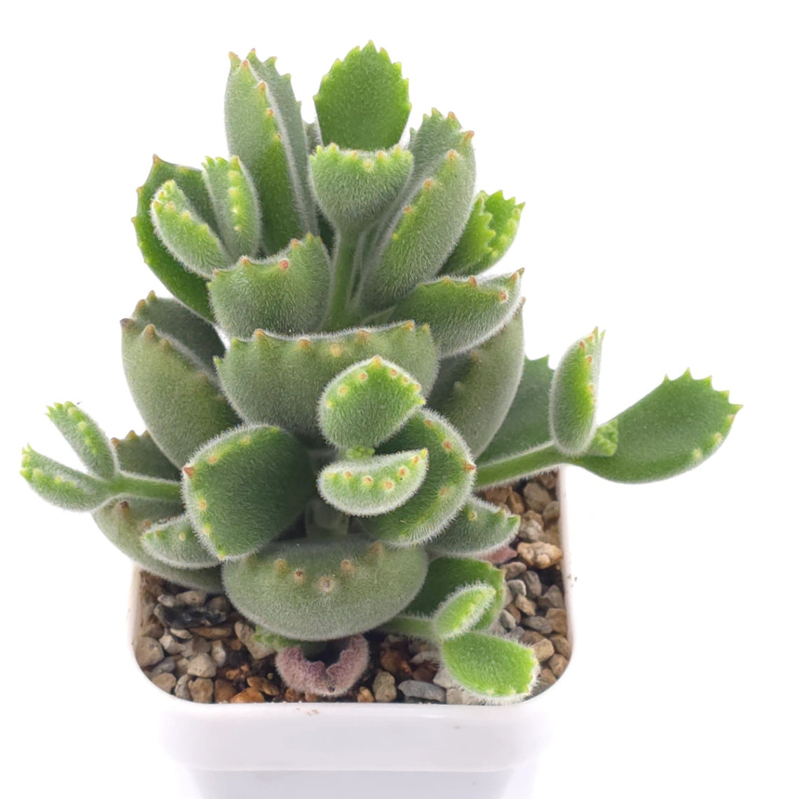 Cotyledon tomentosa ‘Bear’s Paw’ | 綠熊 / 熊童子 thumbnail 2