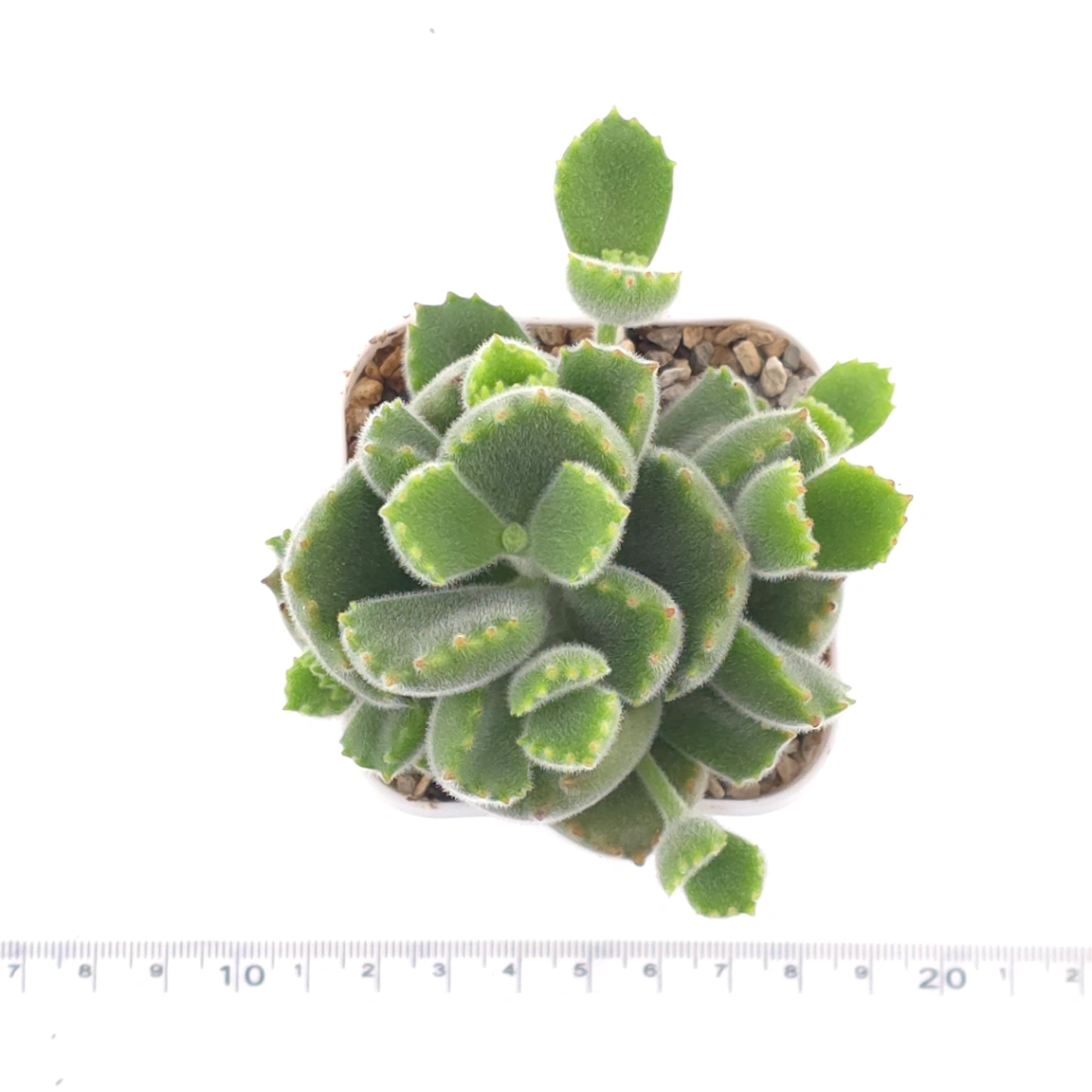 Cotyledon tomentosa ‘Bear’s Paw’ | 綠熊 / 熊童子 thumbnail 4