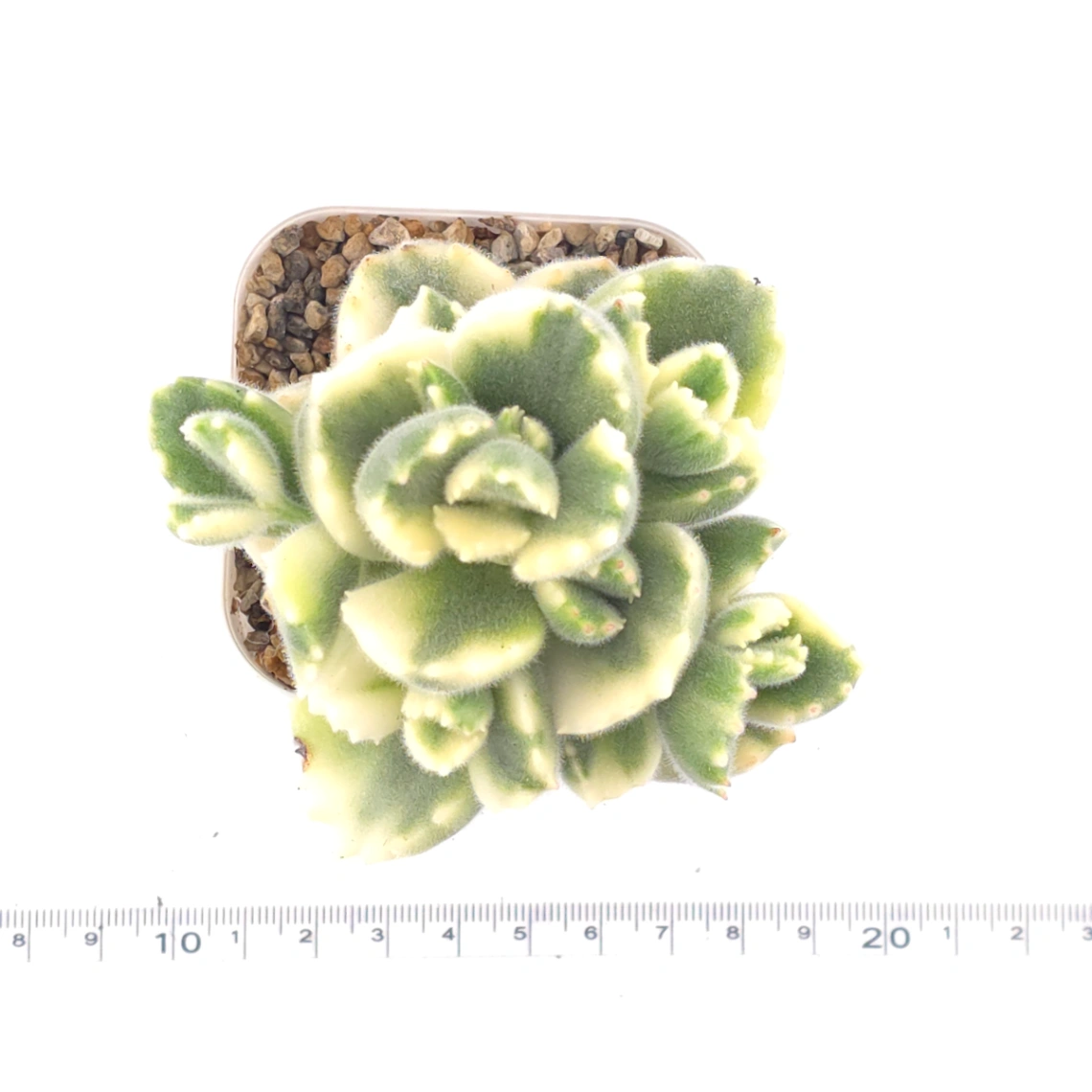 Cotyledon tomentosa ‘Bear’s Paw’ variegated | 白熊 thumbnail 4