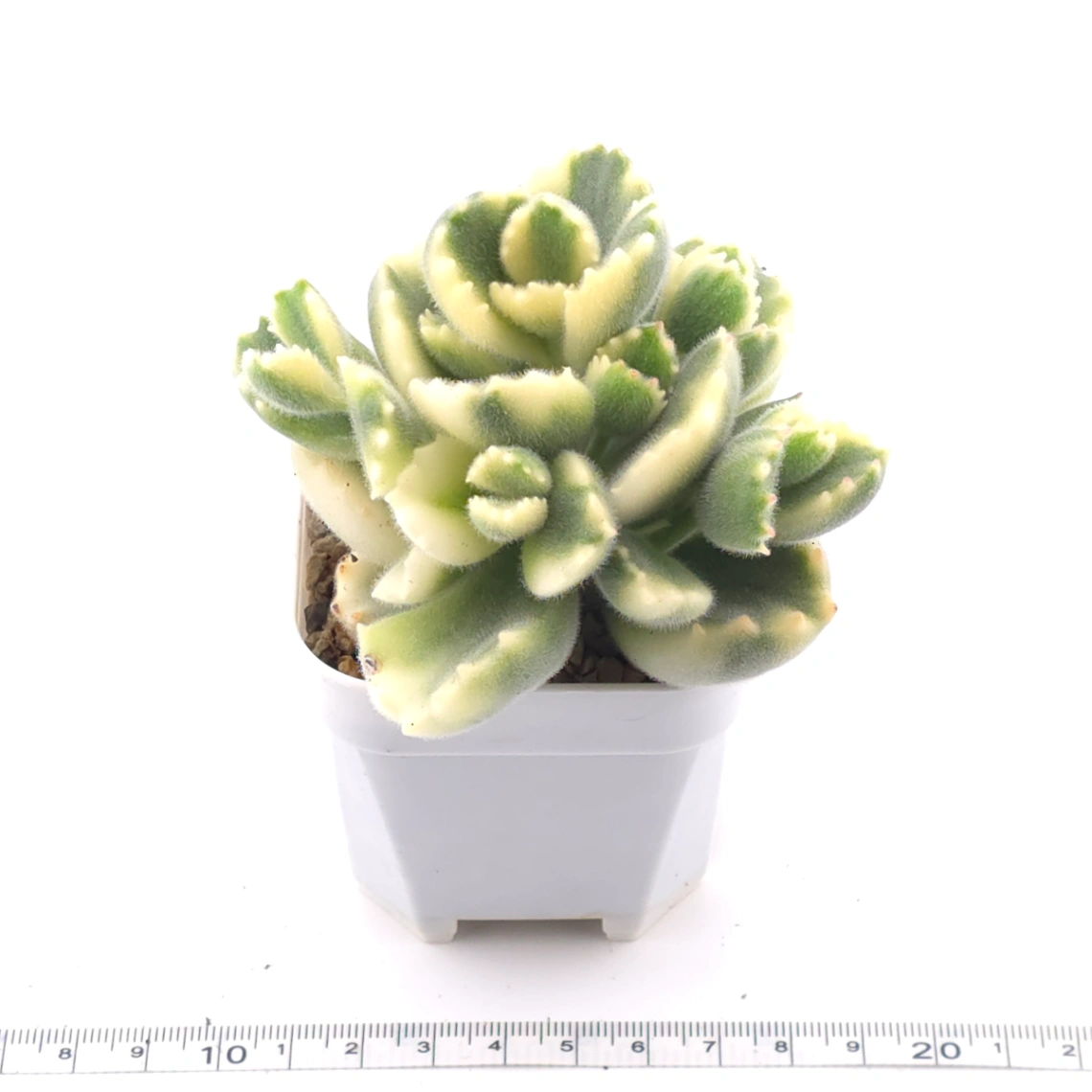 Cotyledon tomentosa ‘Bear’s Paw’ variegated | 白熊 thumbnail 3