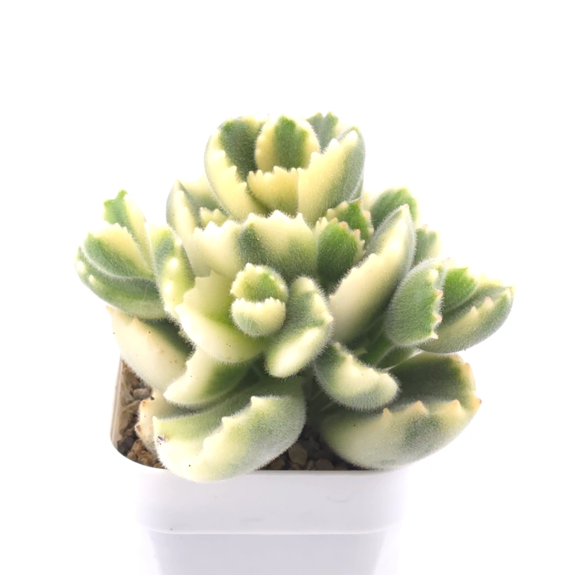 Cotyledon tomentosa ‘Bear’s Paw’ variegated | 白熊 thumbnail 2