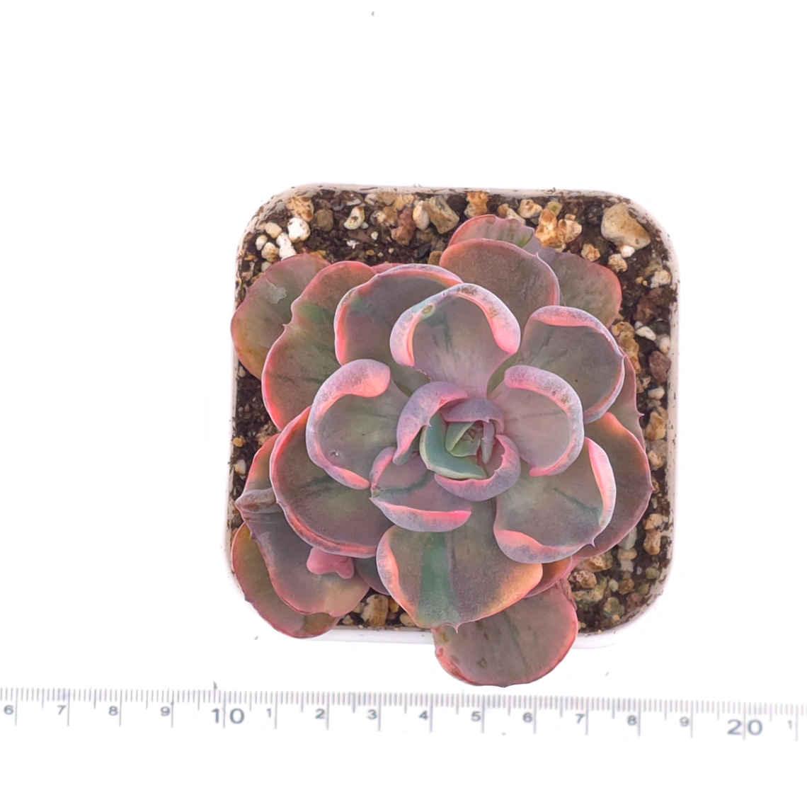 Echeveria ‘Beyonce Rainbow’ | 碧昂斯彩虹錦 thumbnail 4