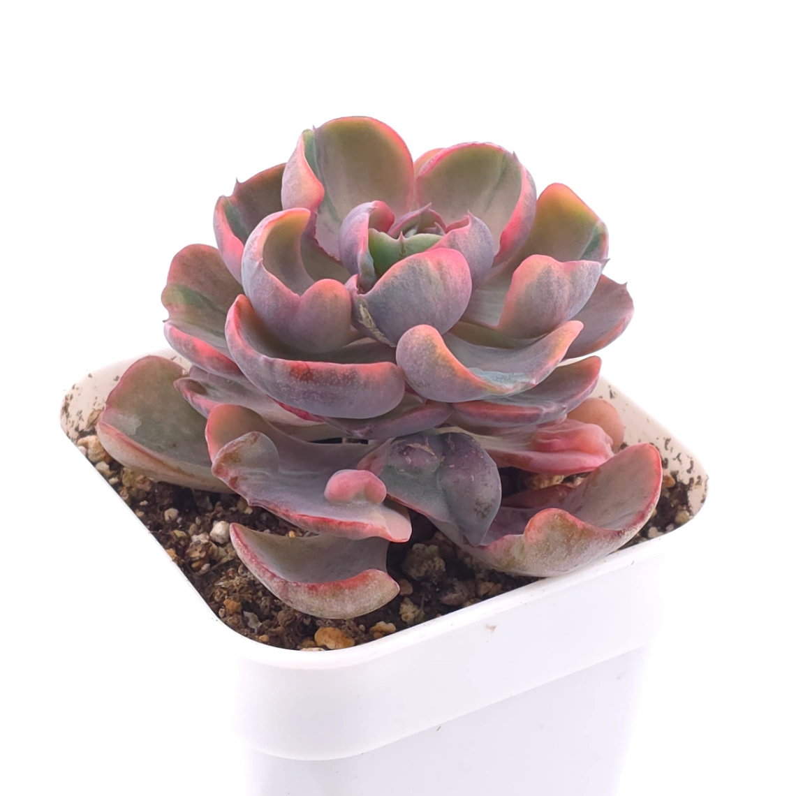 Echeveria ‘Beyonce Rainbow’ | 碧昂斯彩虹錦 thumbnail 2