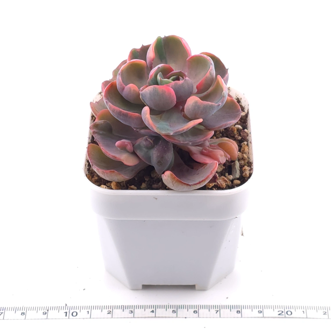 Echeveria ‘Beyonce Rainbow’ | 碧昂斯彩虹錦 thumbnail 3