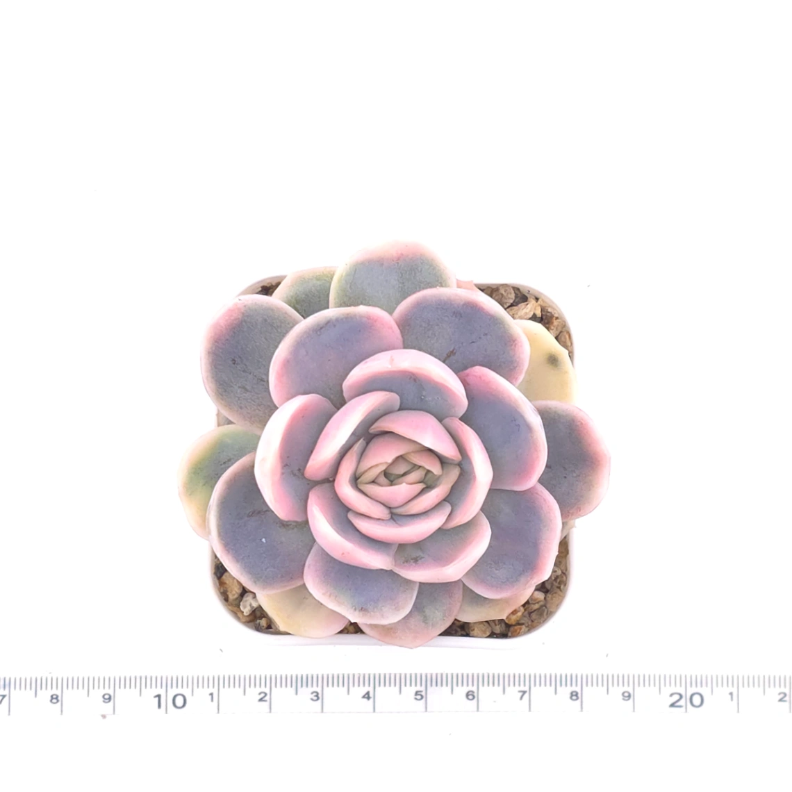 Echeveria ‘Blue Surprise’ variegated | 藍色驚起錦 thumbnail 4