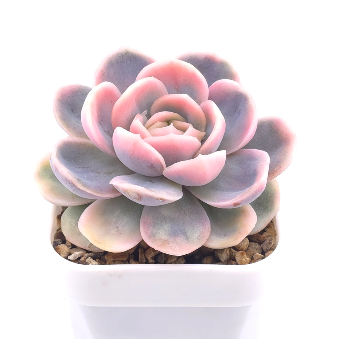Echeveria ‘Blue Surprise’ variegated | 藍色驚起錦 thumbnail 2