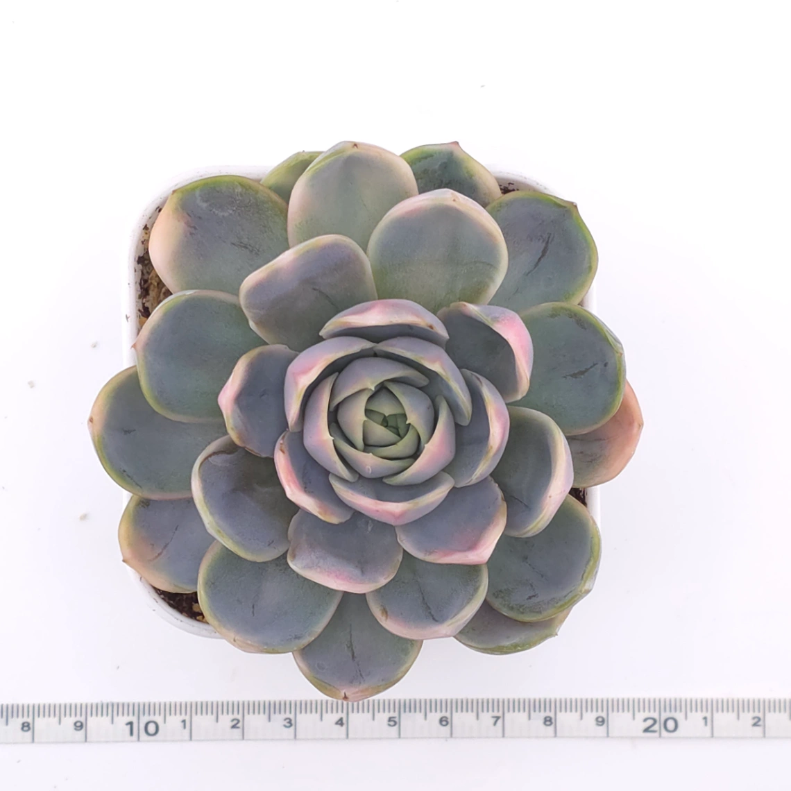 Echeveria ‘Blue Surprise’ variegated | 藍色驚起錦 thumbnail 4