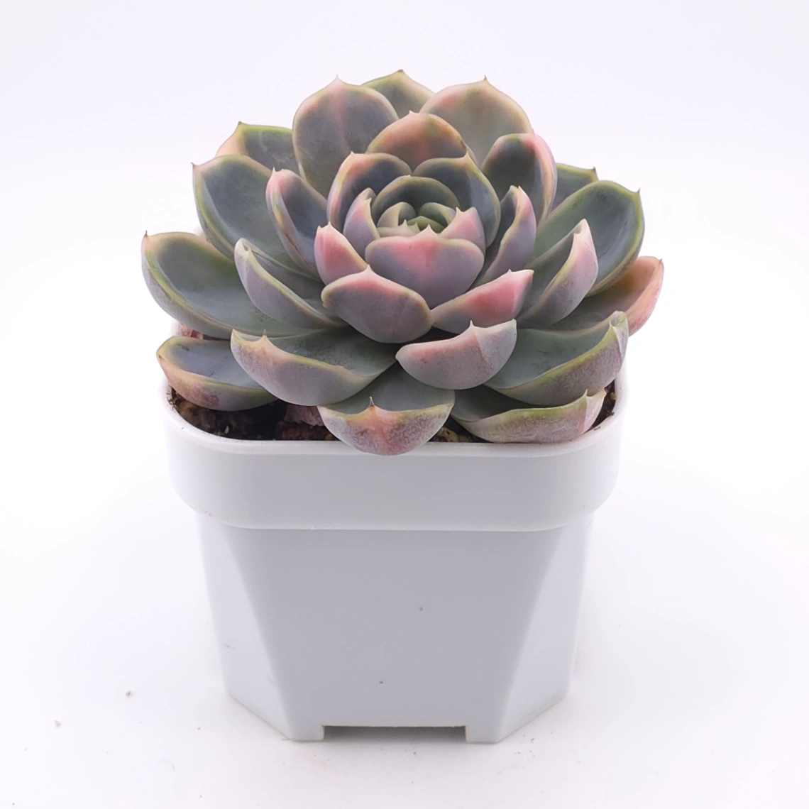 Echeveria ‘Blue Surprise’ variegated | 藍色驚起錦 thumbnail 2