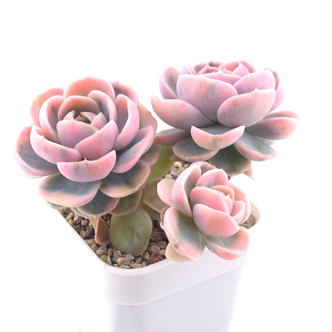 Echeveria ‘Blue Surprise’ variegated | 藍色驚起錦 thumbnail 3