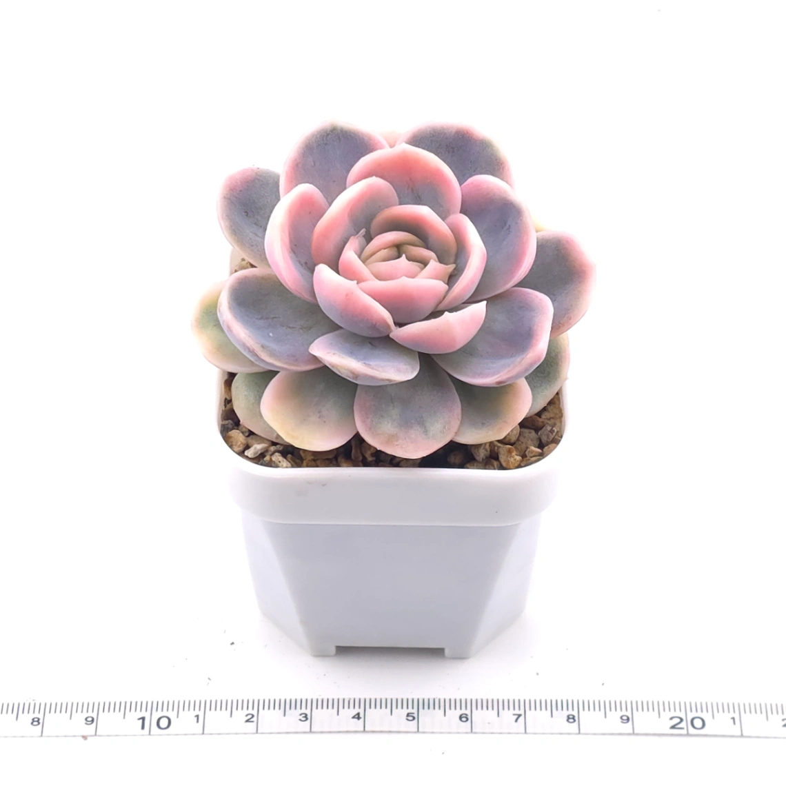 Echeveria ‘Blue Surprise’ variegated | 藍色驚起錦 thumbnail 3