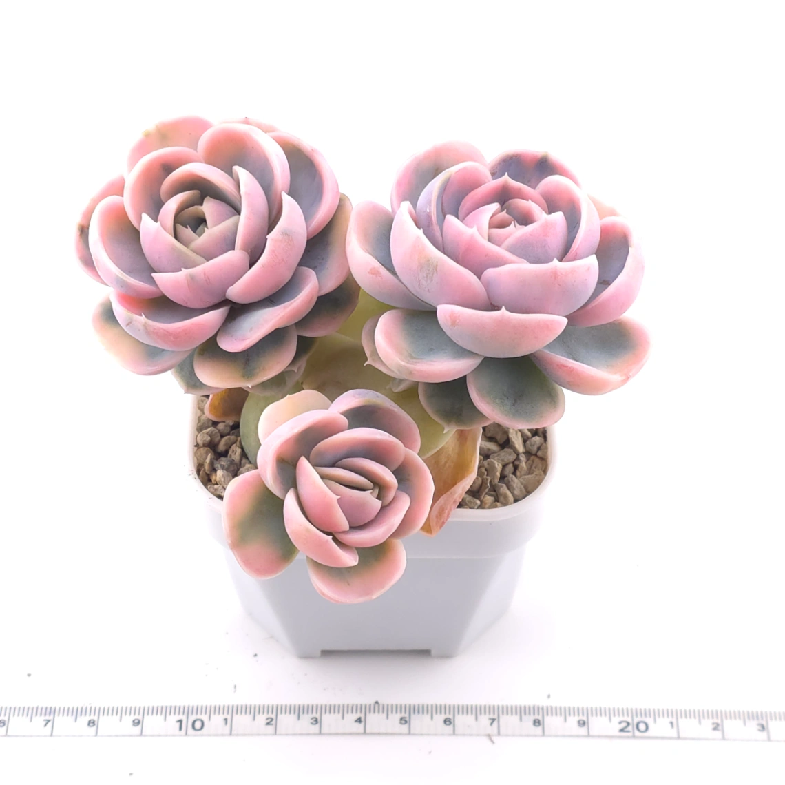 Echeveria ‘Blue Surprise’ variegated | 藍色驚起錦 thumbnail 4