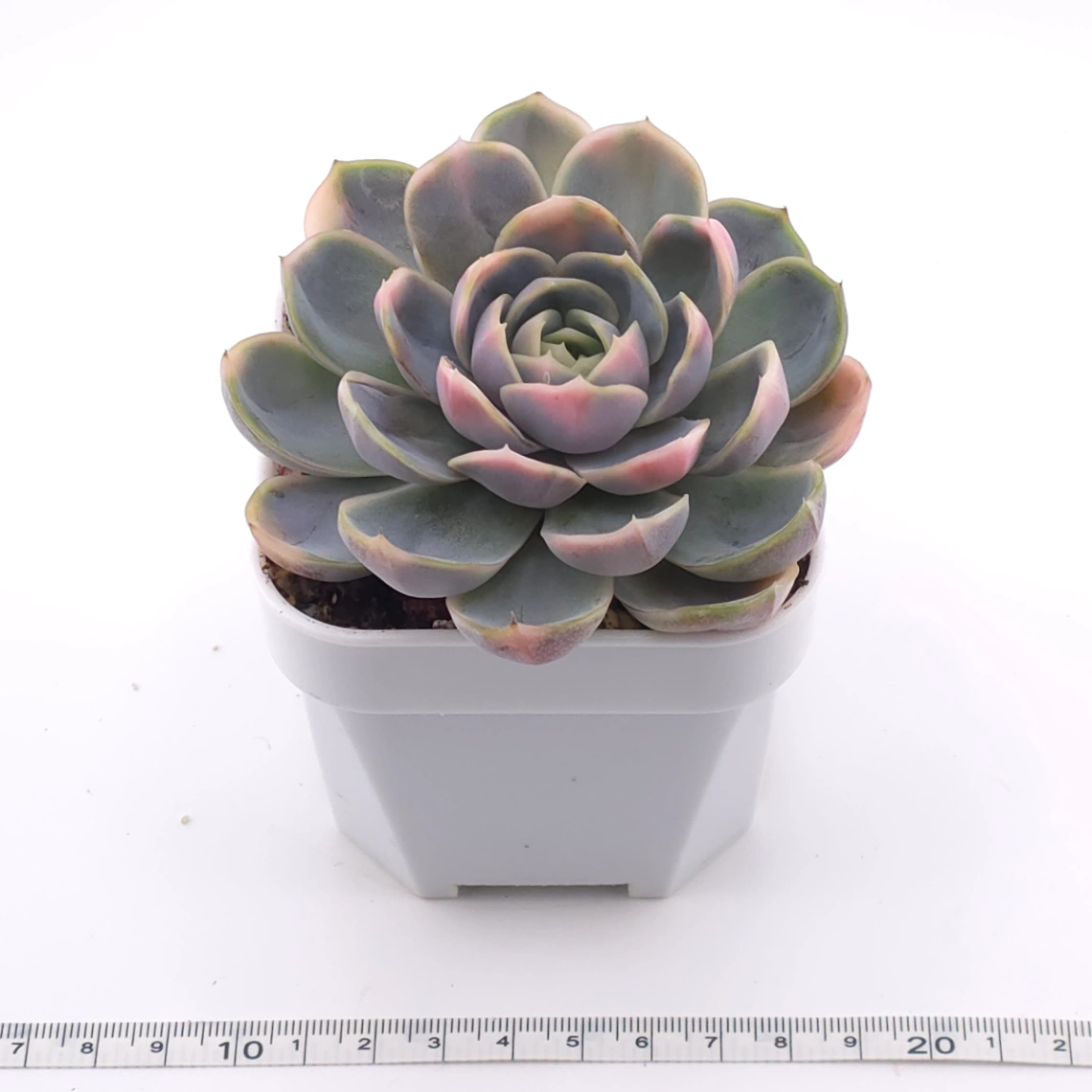 Echeveria ‘Blue Surprise’ variegated | 藍色驚起錦 thumbnail 3