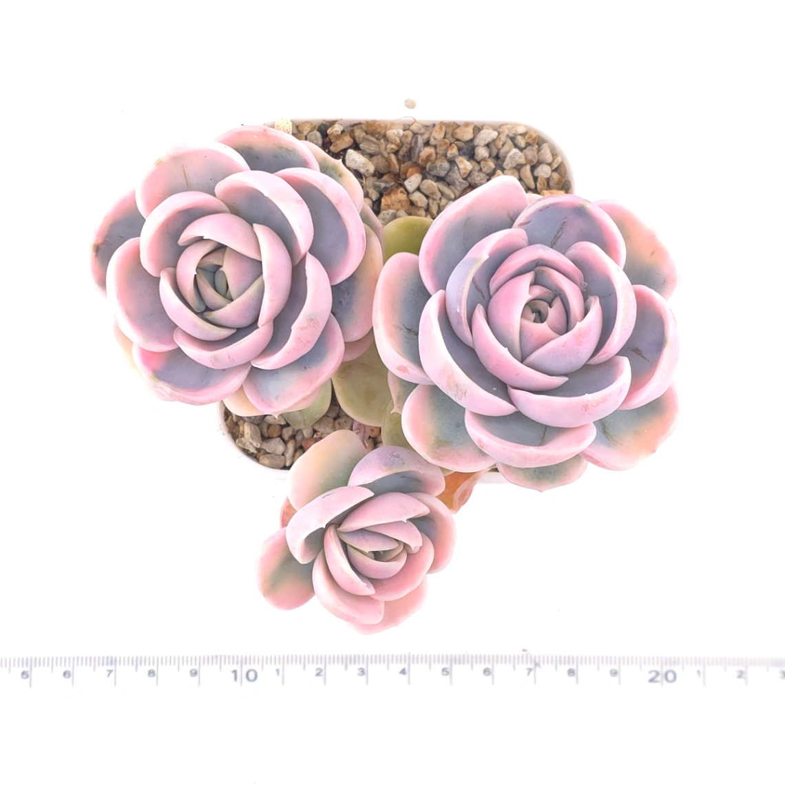 Echeveria ‘Blue Surprise’ variegated | 藍色驚起錦 thumbnail 2