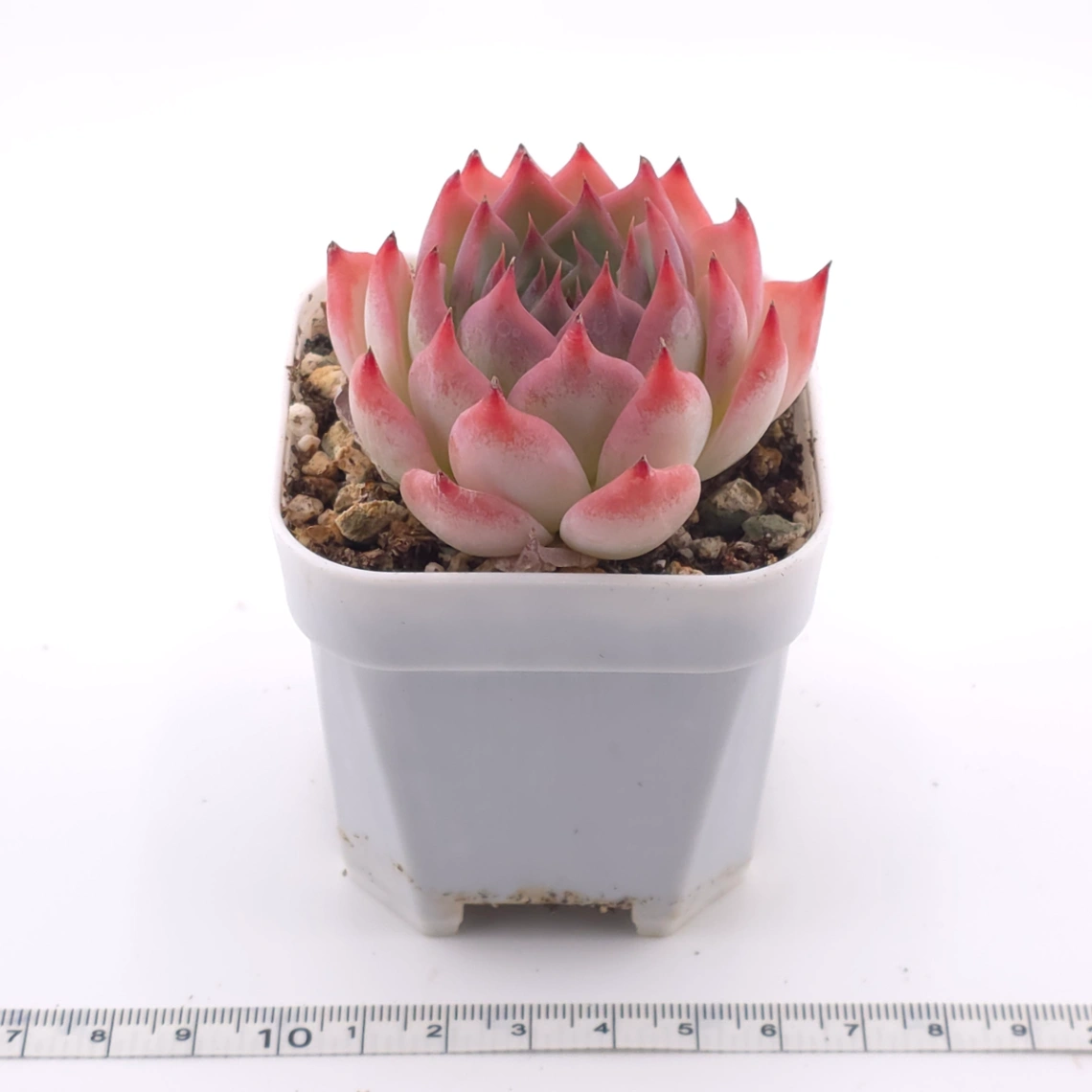 Echeveria chihuahuaensis | 吉娃娃 thumbnail 3