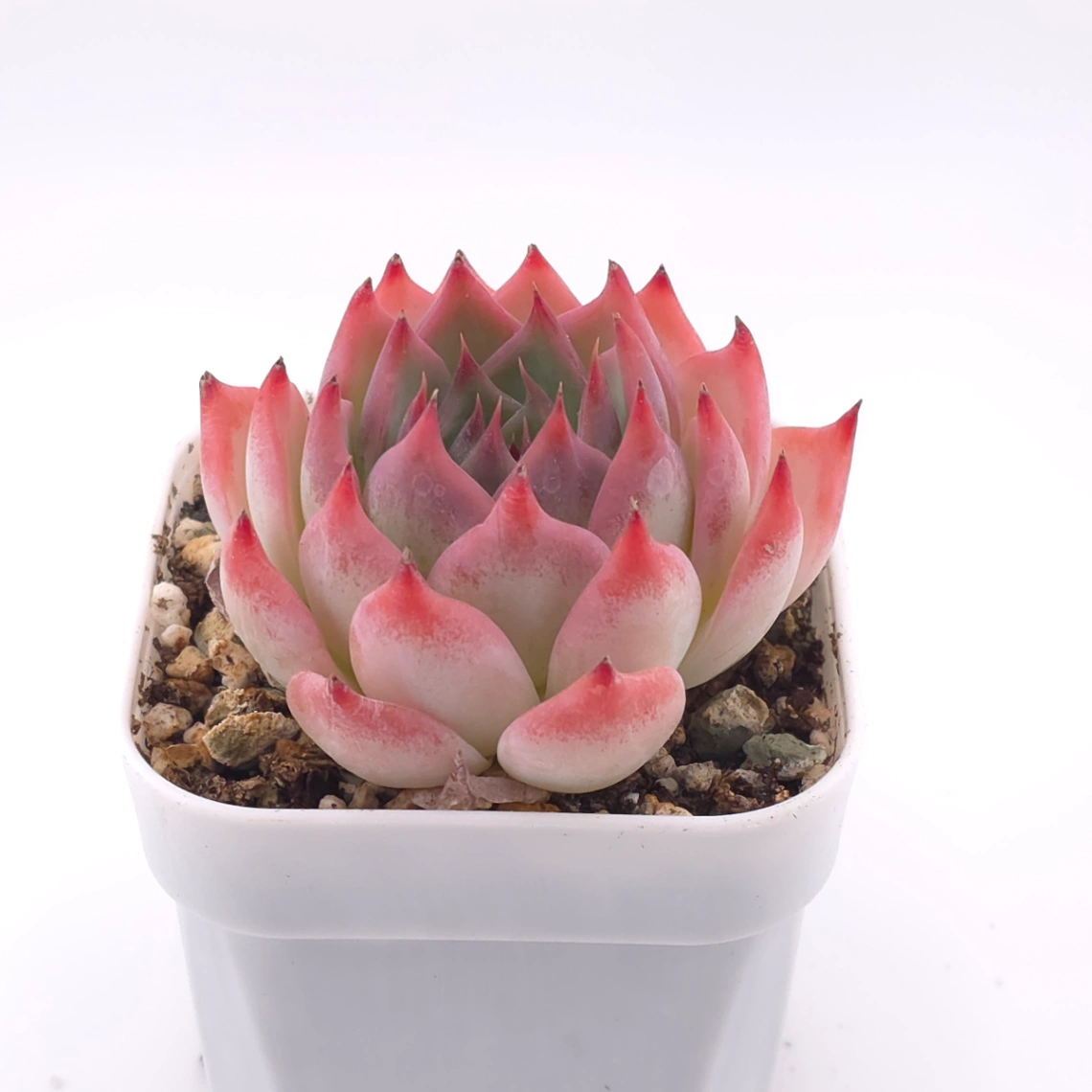 Echeveria chihuahuaensis | 吉娃娃 thumbnail 2