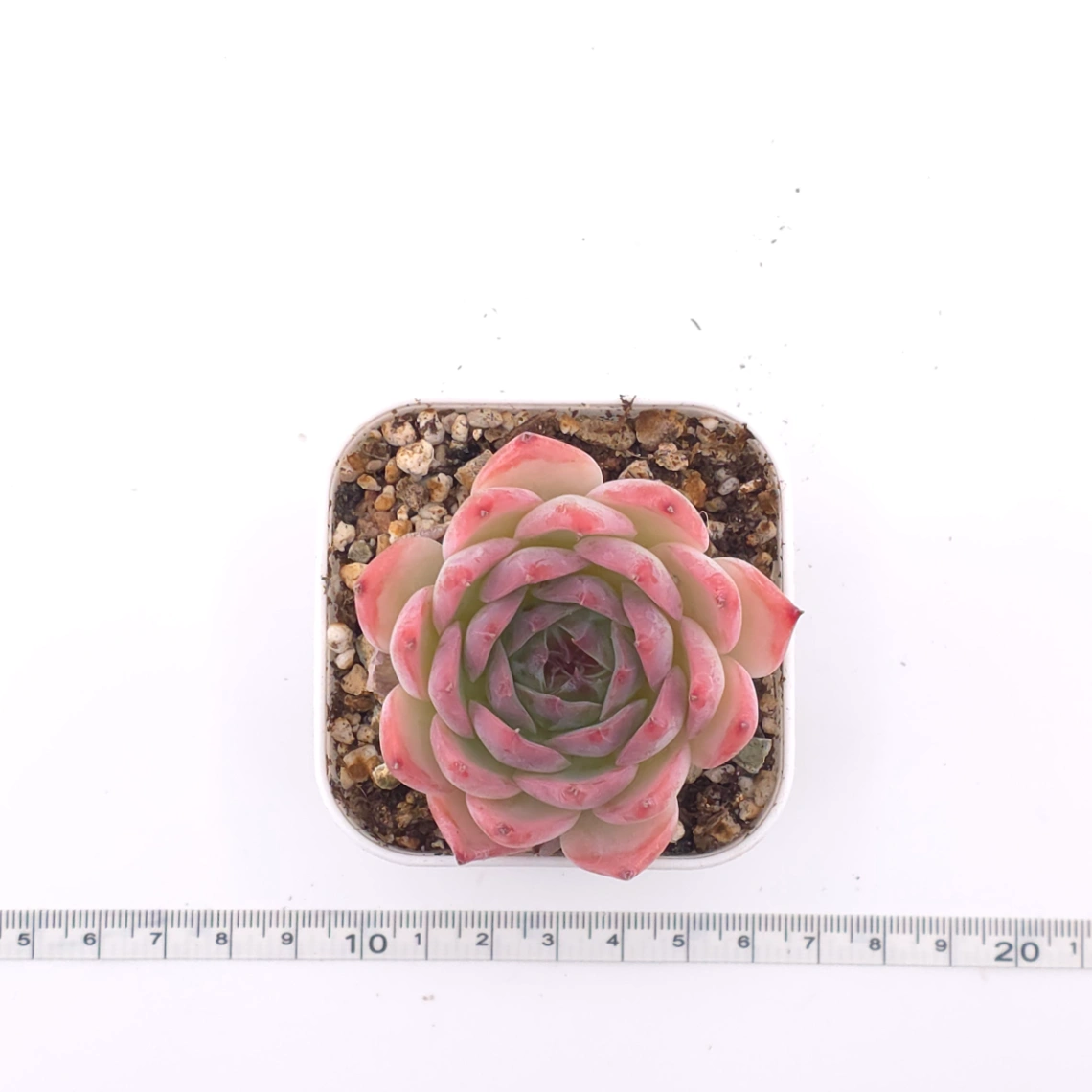 Echeveria chihuahuaensis | 吉娃娃 thumbnail 4