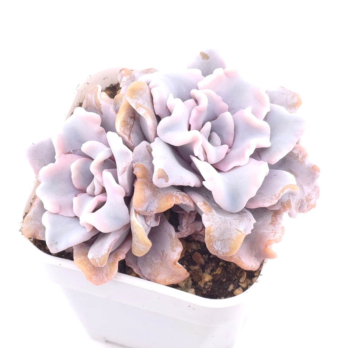 Echeveria ‘Crispate Beauty’ | 芭蕾舞者 thumbnail 2