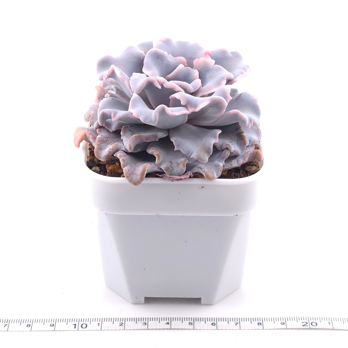 Echeveria ‘Crispate Beauty’ | 芭蕾舞者 thumbnail 3