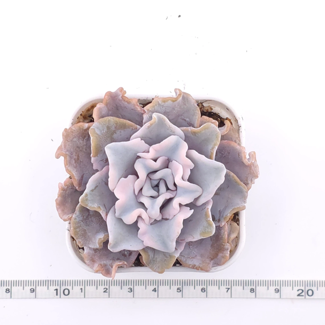 Echeveria ‘Crispate Beauty’ | 芭蕾舞者 thumbnail 2