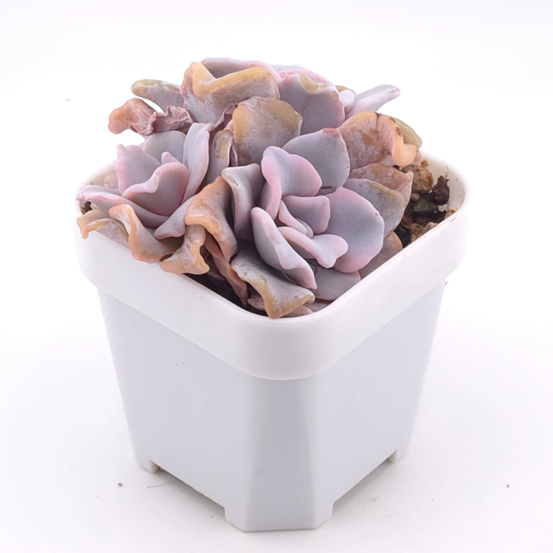 Echeveria ‘Crispate Beauty’ | 芭蕾舞者 thumbnail 4