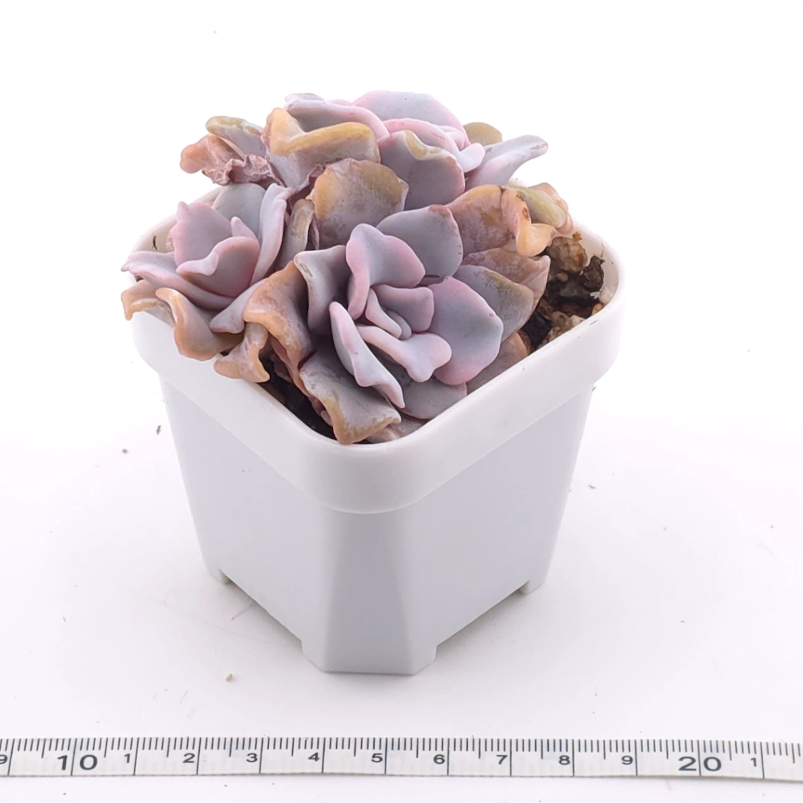 Echeveria ‘Crispate Beauty’ | 芭蕾舞者 thumbnail 2